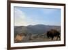 Bison and Mount Washburn in Early Morning Light, Yellowstone Nat'l Park, UNESCO Site, Wyoming, USA-Peter Barritt-Framed Photographic Print