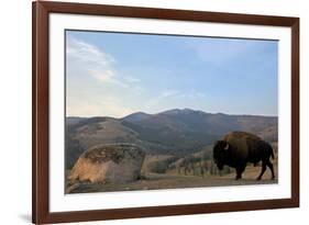 Bison and Mount Washburn in Early Morning Light, Yellowstone Nat'l Park, UNESCO Site, Wyoming, USA-Peter Barritt-Framed Photographic Print