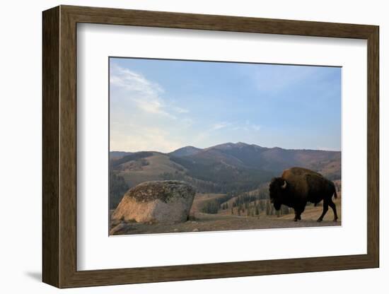 Bison and Mount Washburn in Early Morning Light, Yellowstone Nat'l Park, UNESCO Site, Wyoming, USA-Peter Barritt-Framed Photographic Print