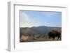 Bison and Mount Washburn in Early Morning Light, Yellowstone Nat'l Park, UNESCO Site, Wyoming, USA-Peter Barritt-Framed Photographic Print