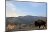 Bison and Mount Washburn in Early Morning Light, Yellowstone Nat'l Park, UNESCO Site, Wyoming, USA-Peter Barritt-Mounted Photographic Print