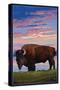 Bison and Sunset-Lantern Press-Stretched Canvas