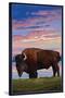 Bison and Sunset-Lantern Press-Stretched Canvas