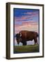 Bison and Sunset-Lantern Press-Framed Art Print
