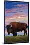 Bison and Sunset-Lantern Press-Mounted Art Print