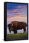 Bison and Sunset-Lantern Press-Framed Stretched Canvas