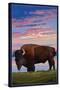 Bison and Sunset-Lantern Press-Stretched Canvas