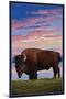 Bison and Sunset-Lantern Press-Mounted Art Print