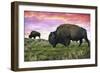 Bison and Sunset-Lantern Press-Framed Art Print