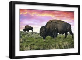 Bison and Sunset-Lantern Press-Framed Art Print