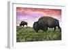 Bison and Sunset-Lantern Press-Framed Art Print