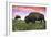 Bison and Sunset-Lantern Press-Framed Art Print