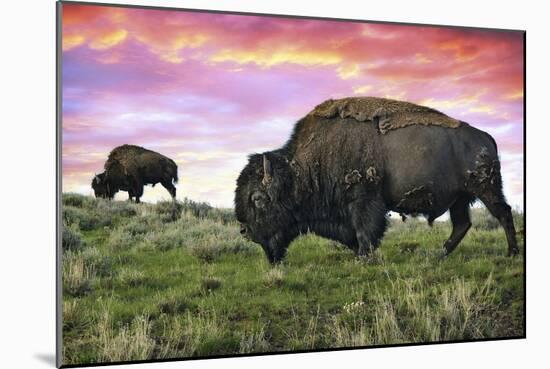 Bison and Sunset-Lantern Press-Mounted Art Print