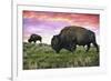 Bison and Sunset-Lantern Press-Framed Premium Giclee Print