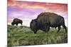 Bison and Sunset-Lantern Press-Mounted Premium Giclee Print