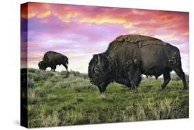 Bison and Sunset-Lantern Press-Stretched Canvas