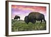 Bison and Sunset-Lantern Press-Framed Art Print