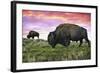 Bison and Sunset-Lantern Press-Framed Art Print