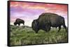 Bison and Sunset-Lantern Press-Framed Stretched Canvas