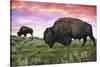 Bison and Sunset-Lantern Press-Stretched Canvas