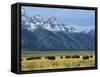 Bison and the Teton Range, Grand Teton National Park, Wyoming, USA-Jean Brooks-Framed Stretched Canvas