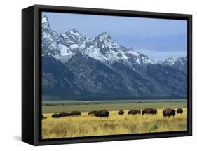 Bison and the Teton Range, Grand Teton National Park, Wyoming, USA-Jean Brooks-Framed Stretched Canvas