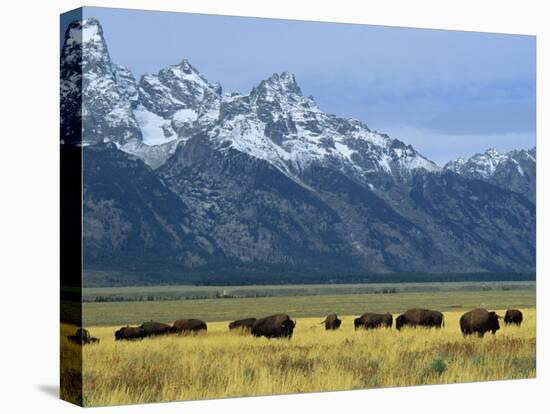 Bison and the Teton Range, Grand Teton National Park, Wyoming, USA-Jean Brooks-Stretched Canvas