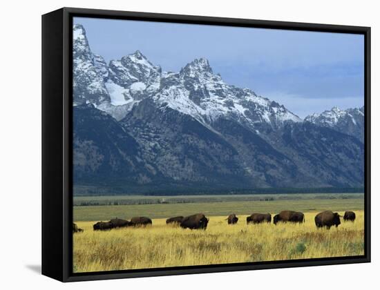 Bison and the Teton Range, Grand Teton National Park, Wyoming, USA-Jean Brooks-Framed Stretched Canvas