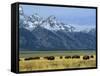 Bison and the Teton Range, Grand Teton National Park, Wyoming, USA-Jean Brooks-Framed Stretched Canvas