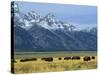Bison and the Teton Range, Grand Teton National Park, Wyoming, USA-Jean Brooks-Stretched Canvas