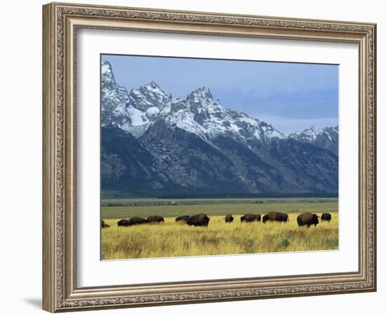 Bison and the Teton Range, Grand Teton National Park, Wyoming, USA-Jean Brooks-Framed Photographic Print