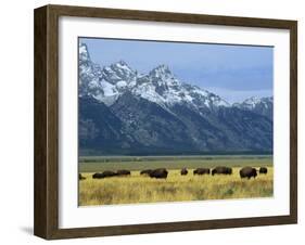 Bison and the Teton Range, Grand Teton National Park, Wyoming, USA-Jean Brooks-Framed Photographic Print