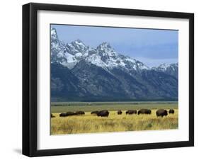 Bison and the Teton Range, Grand Teton National Park, Wyoming, USA-Jean Brooks-Framed Photographic Print