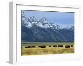 Bison and the Teton Range, Grand Teton National Park, Wyoming, USA-Jean Brooks-Framed Photographic Print