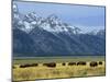 Bison and the Teton Range, Grand Teton National Park, Wyoming, USA-Jean Brooks-Mounted Photographic Print