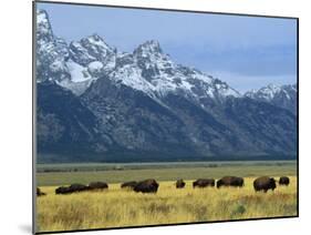 Bison and the Teton Range, Grand Teton National Park, Wyoming, USA-Jean Brooks-Mounted Photographic Print