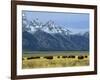 Bison and the Teton Range, Grand Teton National Park, Wyoming, USA-Jean Brooks-Framed Photographic Print