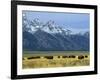 Bison and the Teton Range, Grand Teton National Park, Wyoming, USA-Jean Brooks-Framed Photographic Print