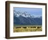 Bison and the Teton Range, Grand Teton National Park, Wyoming, USA-Jean Brooks-Framed Photographic Print