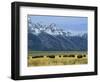 Bison and the Teton Range, Grand Teton National Park, Wyoming, USA-Jean Brooks-Framed Photographic Print