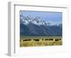 Bison and the Teton Range, Grand Teton National Park, Wyoming, USA-Jean Brooks-Framed Photographic Print