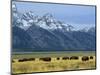 Bison and the Teton Range, Grand Teton National Park, Wyoming, USA-Jean Brooks-Mounted Photographic Print