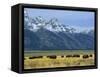 Bison and the Teton Range, Grand Teton National Park, Wyoming, USA-Jean Brooks-Framed Stretched Canvas