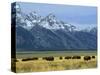 Bison and the Teton Range, Grand Teton National Park, Wyoming, USA-Jean Brooks-Stretched Canvas