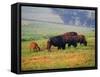 Bison at Neil Smith National Wildlife Refuge, Iowa, USA-Chuck Haney-Framed Stretched Canvas