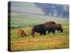 Bison at Neil Smith National Wildlife Refuge, Iowa, USA-Chuck Haney-Stretched Canvas