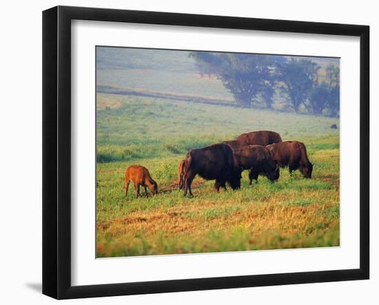 Bison at Neil Smith National Wildlife Refuge, Iowa, USA-Chuck Haney-Framed Premium Photographic Print