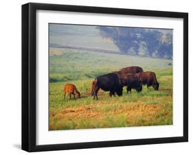 Bison at Neil Smith National Wildlife Refuge, Iowa, USA-Chuck Haney-Framed Premium Photographic Print