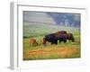 Bison at Neil Smith National Wildlife Refuge, Iowa, USA-Chuck Haney-Framed Premium Photographic Print