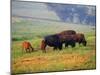 Bison at Neil Smith National Wildlife Refuge, Iowa, USA-Chuck Haney-Mounted Premium Photographic Print